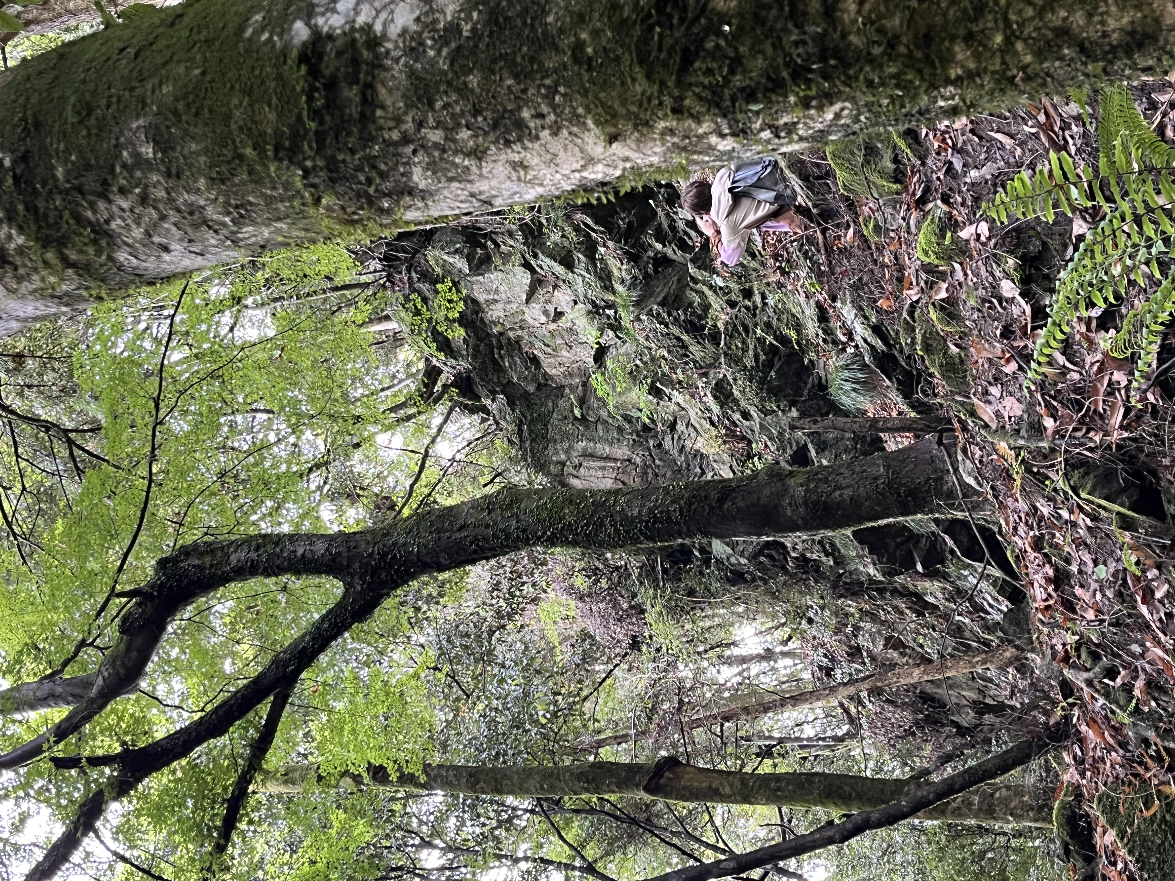 Photo for Japan hidden Buddha hike