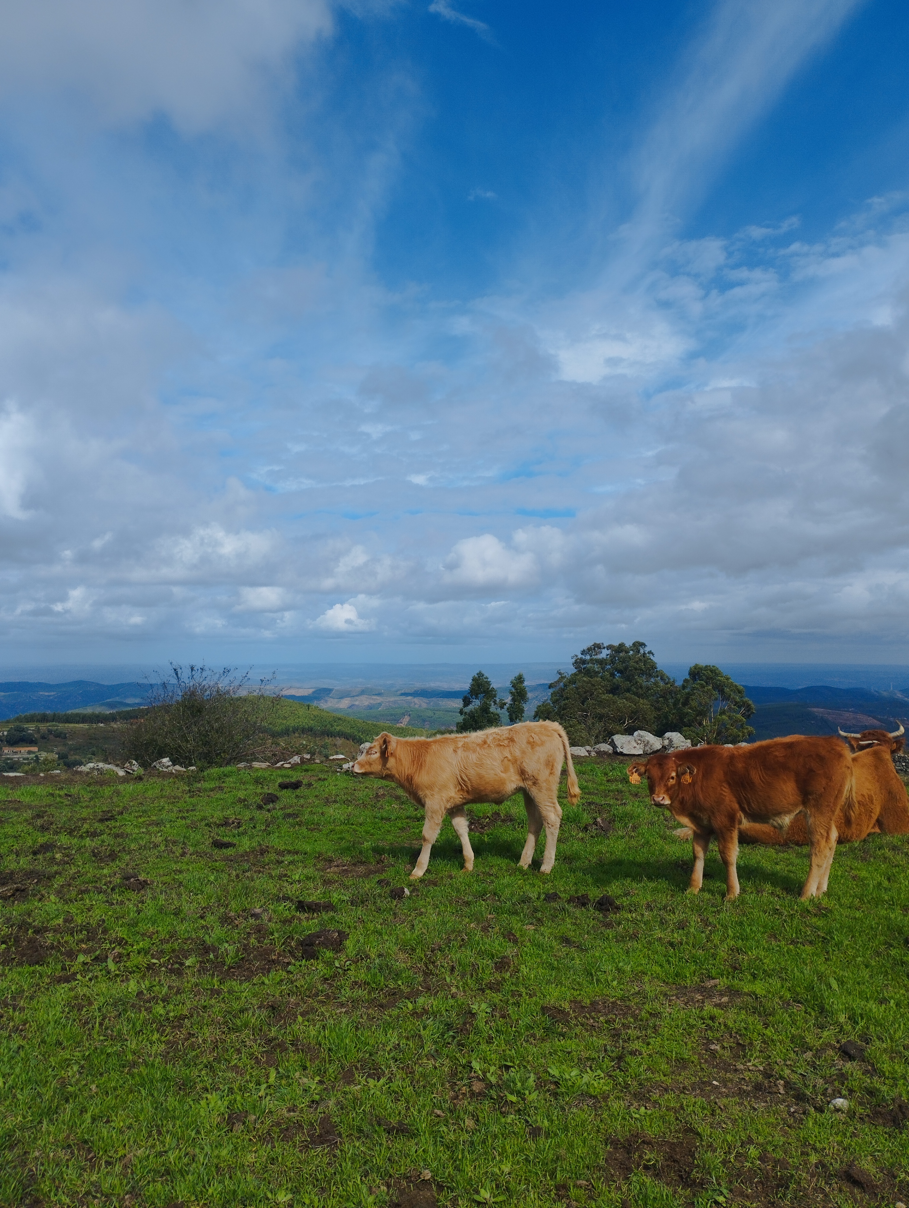 Photo for A Serra Algarvia é bonita