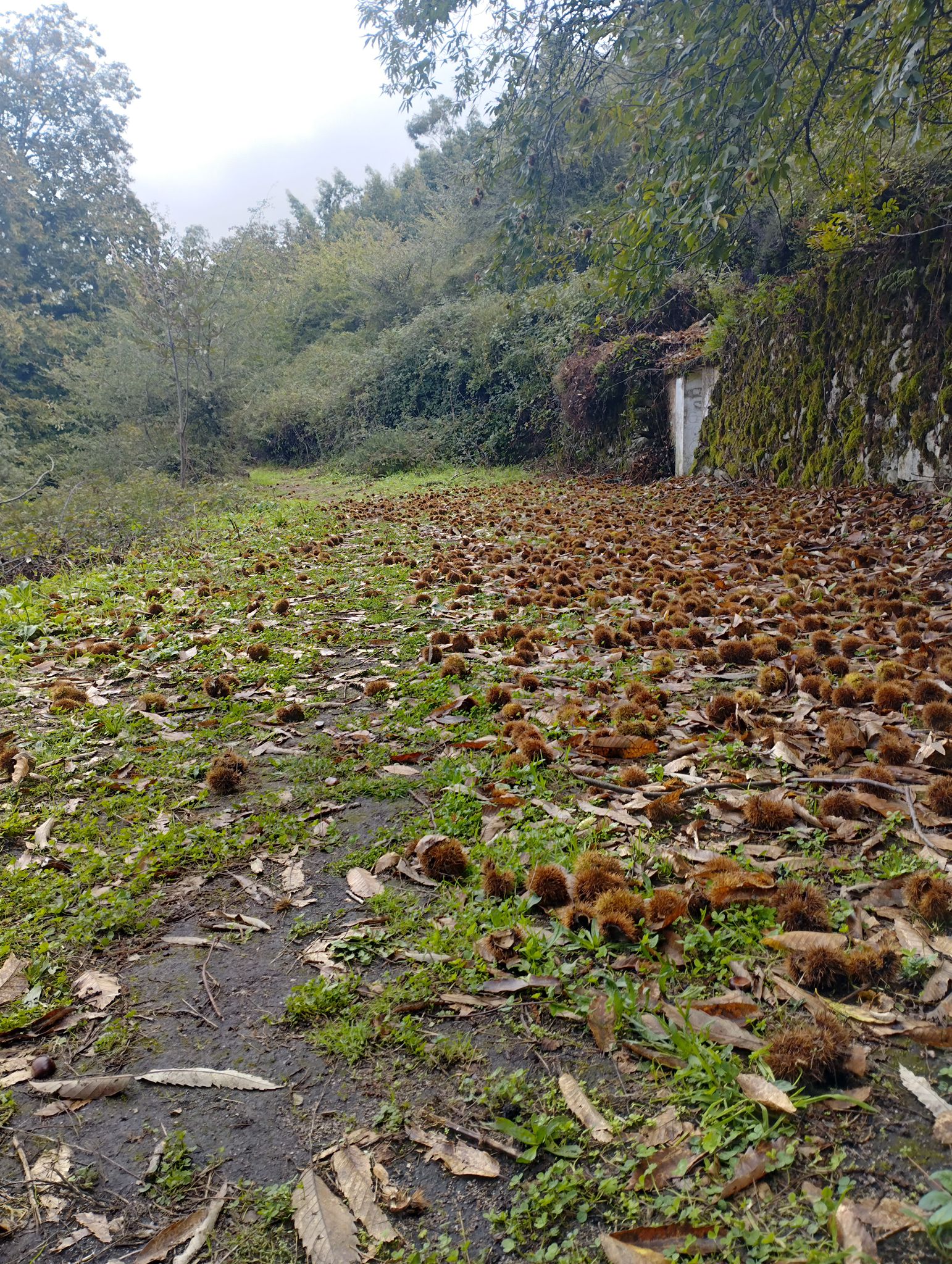 Photo for A Serra Algarvia é bonita